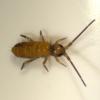 Tomocerus minor